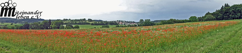 Mohn-panorama_klein.jpg